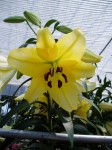 [6290 Lilium73 No01.JPG]